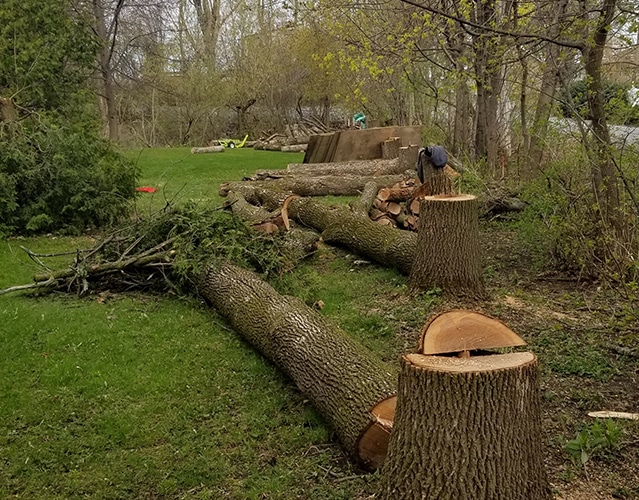 Abattage d'arbre Varennes